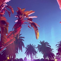 High Summer