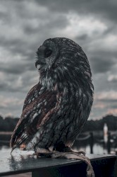 Nurturing Happiness by Generating a Sustainable Sensation of Mindfulness With the Tender Sounds of the Ambient Grand Piano, Vol. 1