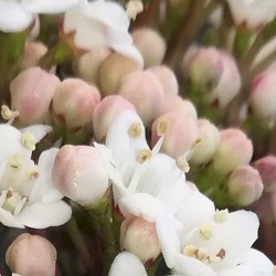 The absurdly misplaced and cruel optimism of motivational quotes