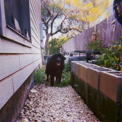 Benji / just fine. Split