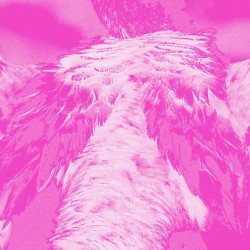 A Field Guide to Phantasmic Birds