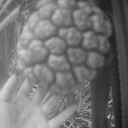 アダンの島の誕生祭 (demo)