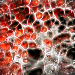 China Clipper Calling Alameda