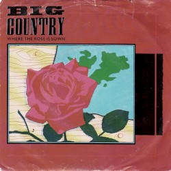 Where the Rose Is Sown