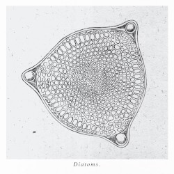 Diatoms