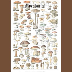Assorted Mushrooms of New England