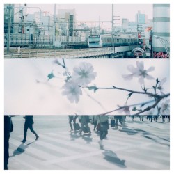 ウーロンハイと春に