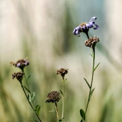 Gratitude Is a Scattered Homeless Love