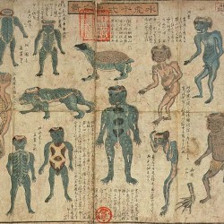 Green Kappa Phylogeny