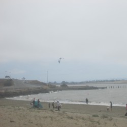 Albany State Marine Reserve (Recordings I Accidentally Missed)