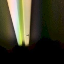 Judas Hung Himself in America