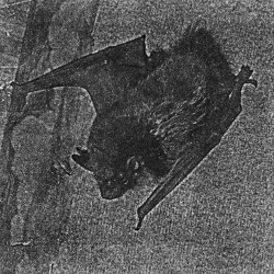 Vampyr Strigoi & Rituals