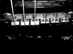 Into the Clearing Where the Blinding Sun Burns Flesh