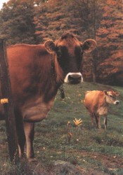 Cows Will Eat the Weeds