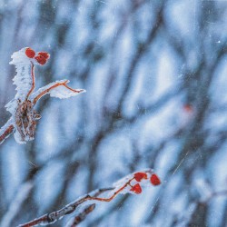 Memories of a Winter Day