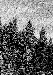 Fenrisulfr