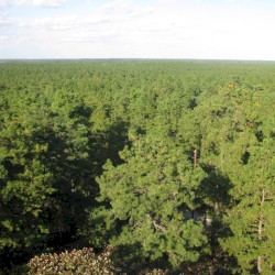 Pine Barrens