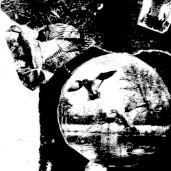 Swamp Lake Pond / Algi Duck Waters