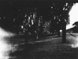 Midnight Orchard