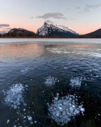 The Isolation Concerts, Volume 8