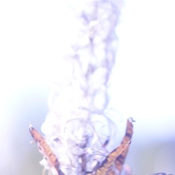 kijowuned