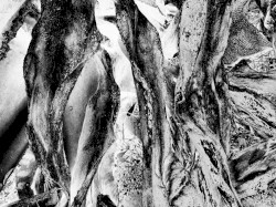 agave