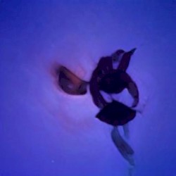 Abstractions 004-006