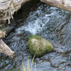 Horse Creek (Bothell, WA) (Camera Recording)