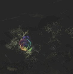 Anna (Flowers Won’t Grow)