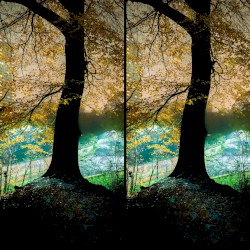 Branches of the Tree