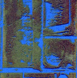 Crocidura Dsi Nezumi