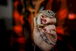 Every Creature Is a Jewel of Dharma in a Genuinely Divine Creation