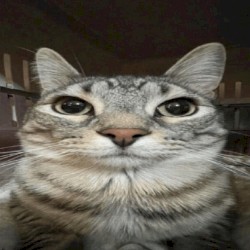 please do not listen to this song