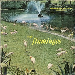 Flamingos