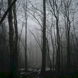 Witches in These Woods