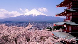 Sakura