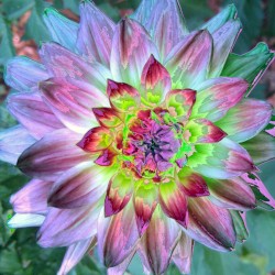 antibanner bloom