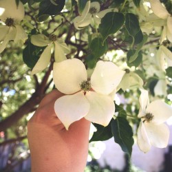 Emerald Dreams Vol. 2