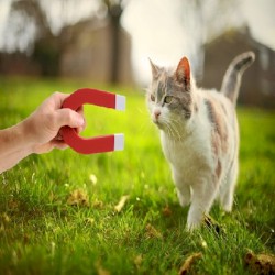 Cat Magnet
