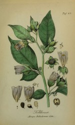 Nightshade