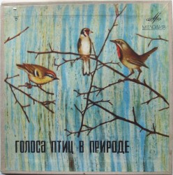 Voices Of Birds In Nature