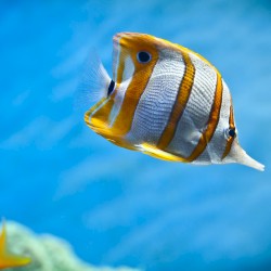 青のすべての色合い