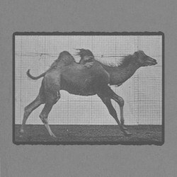 Bactrian Camel Galloping