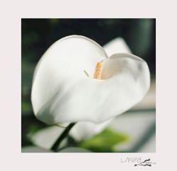 Bi-Monthly Subscription Series 07