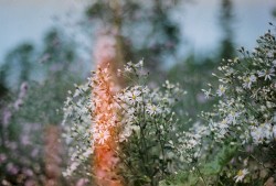 flowers r cool, love is dumb