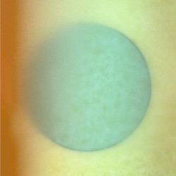 Tidal Love Conversation in That Familiar Golden Orchard