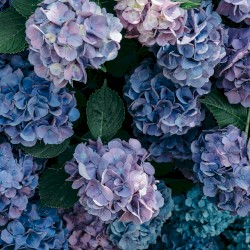 Hydrangea