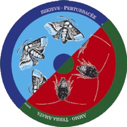 Perturbacée / Terra Amata