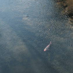 Masahiko Okura / Naoto Yamagishi / Fumi Endo