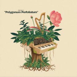 Polygonum Perfoliatum